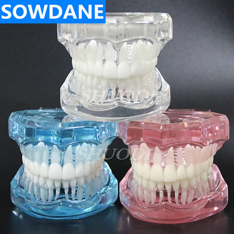 1 Gabalas Dantų Standartas Danties Modelis Ortodontinis Modelis Paciento Bendravimas ir Odontologijos Studijų Klinika