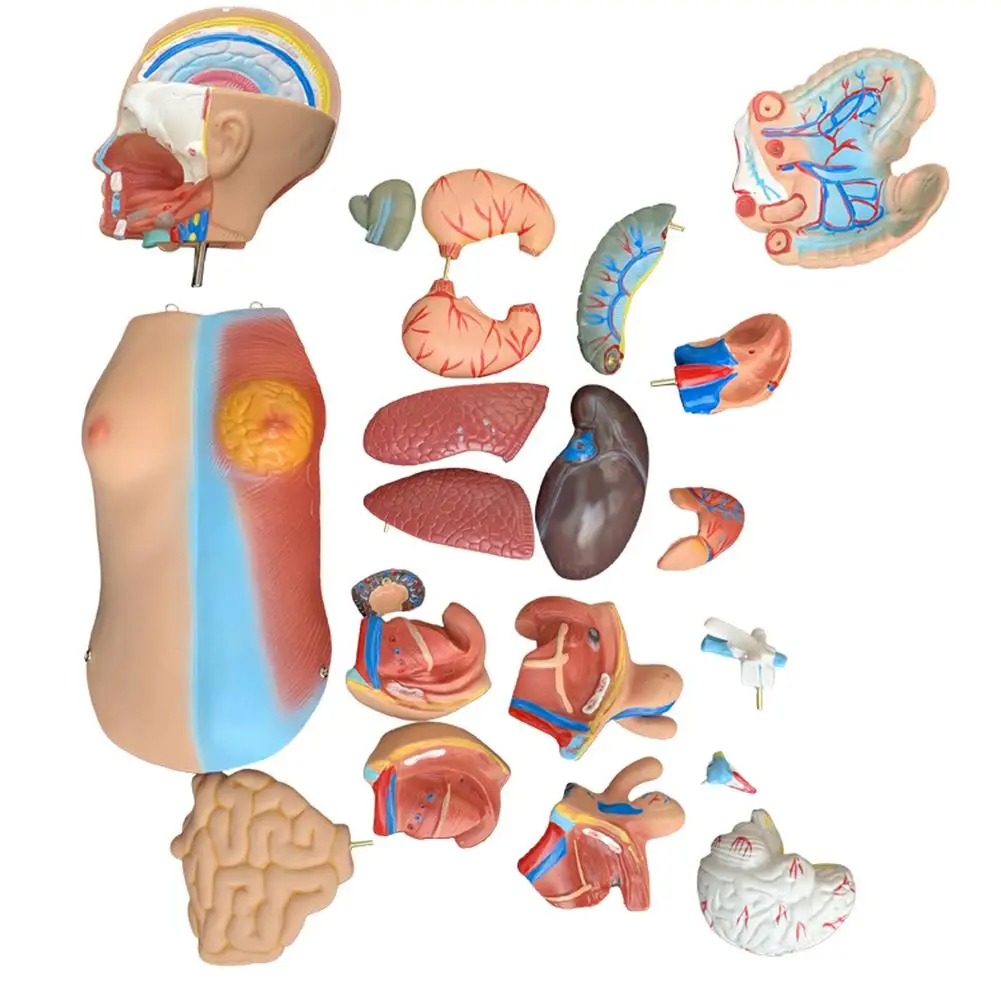 Žmogaus Liemens, Kūno Modelis 4D Organų Švietimo Asamblėjos Modelio Žmogaus vidaus organų anatomija vyrų, moterų liemens anatomijos modelis Karšto