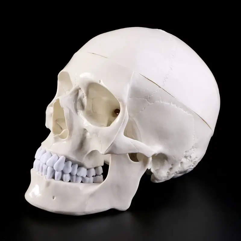 Žmogaus Anatomija Anatomija Galvos Skeletas Kaukolės Mokymo Modelį Mokykliniai Reikmenys Studijų Įrankis
