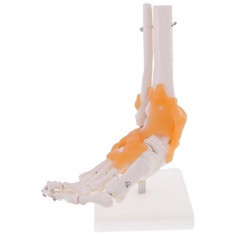 Lifesize Pėdos Sąnario Modelis su Raiščių Žmogaus Pėdos Čiurnos Kaulų Sąnario Anatomija Meno Modelio Mokymosi Švietimo Ištekliai