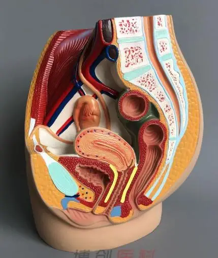 Moterų dubens modelis moterų urogenitalinės sistemos egzempliorių pilvo sagittal pjūvis žmogaus anatomija