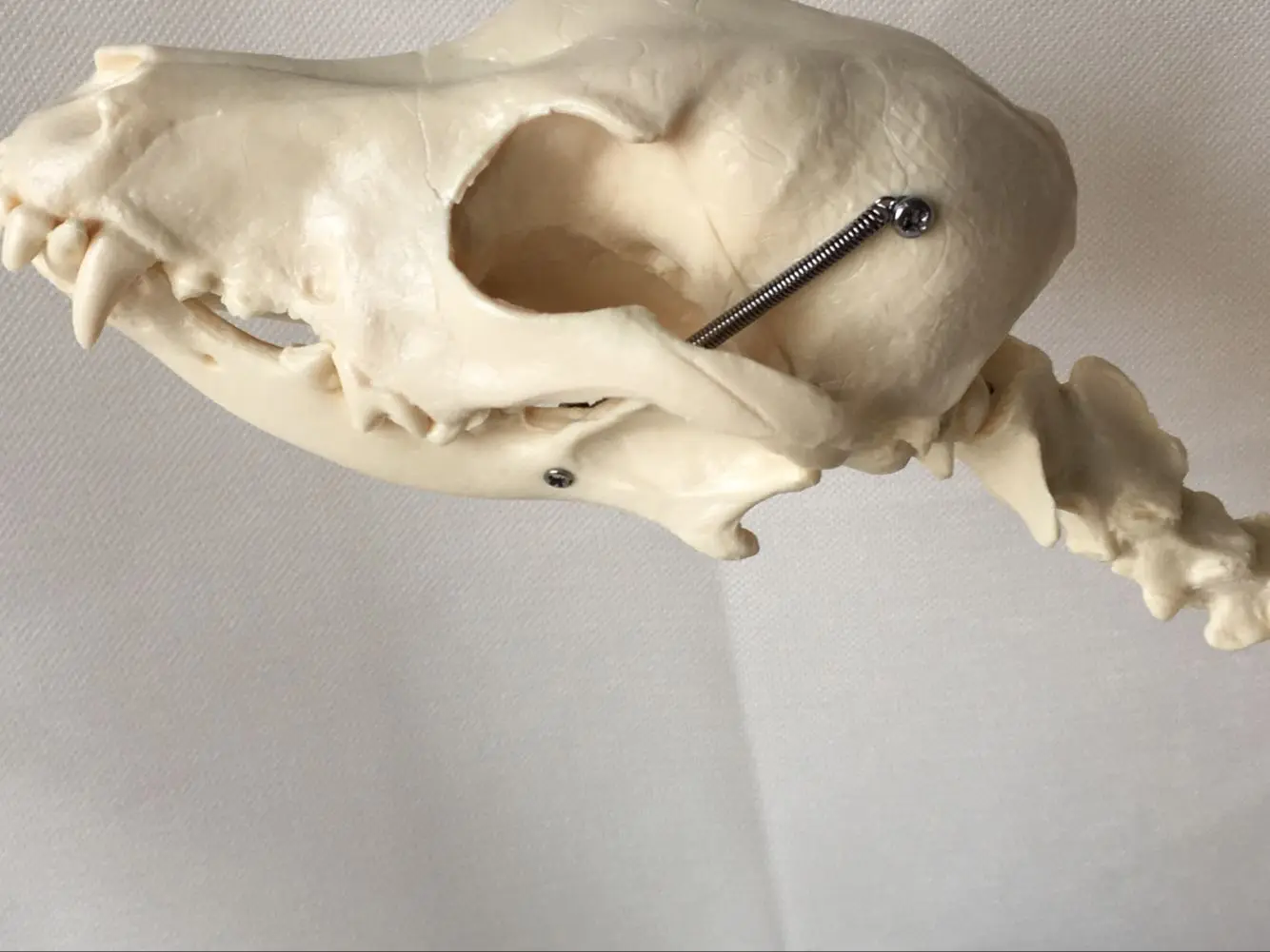 Anatomijos Šunų Skeleto Šunelis Veterinarijos Mokymo Gyvūnų Modelis