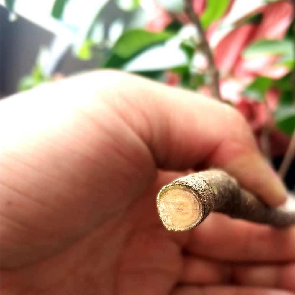 Sodo pruner genėjimo medžių sodo žirklės Persodinimo įrankiai filialai bonsai apipjaustymas žirkliniai Patvarus aštrių sodo žirklės