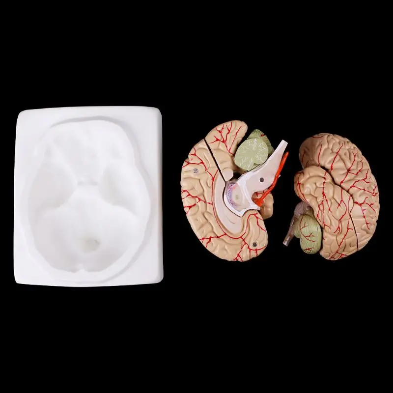 Medicinos rekvizitai modelis Nemokama pašto Išardyta dėl Anatominių Žmogaus Smegenų Modelis Anatomija Medicinos Mokymo Priemonė