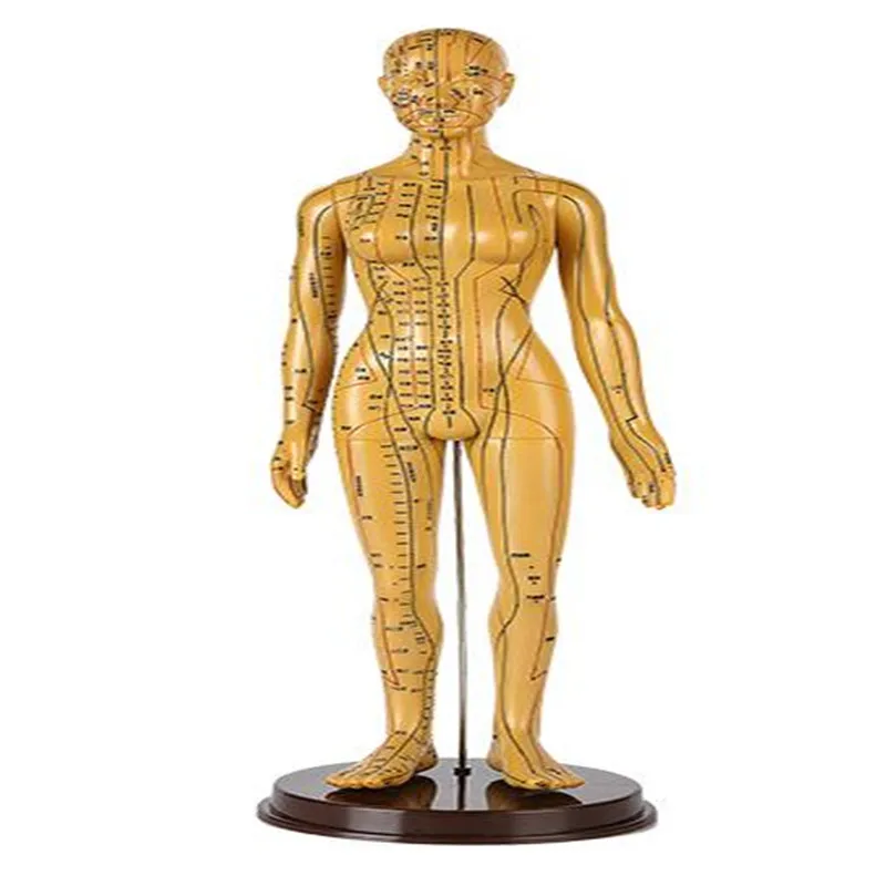 2020 NAUJŲ Žmonių Akupunktūra Modelis Meridian Akupunktūra TCM Kūno Bronza Vyras Medicinos mokymo PASIDARYK pats mokslas