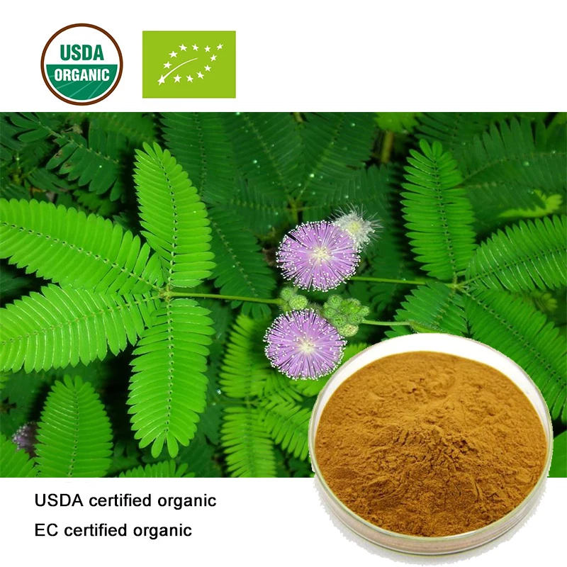 USDA ir EB Sertifikuotų ekologiškų Mimosa Pudica ekstraktas 10;1