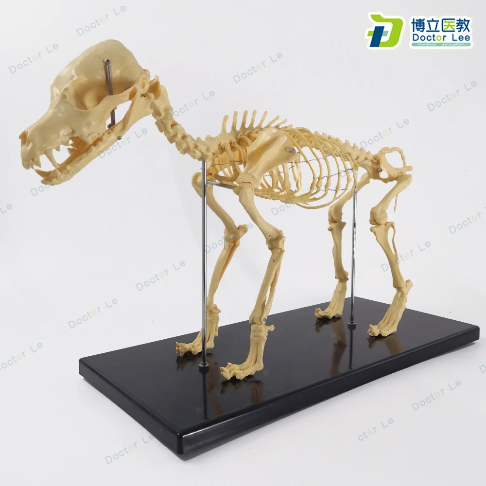 Gyvūnų Skeleto Modelis Mažų Šunų Modelis su Juoda Plastikinė Bazė Puiki Mokymo Priemonė