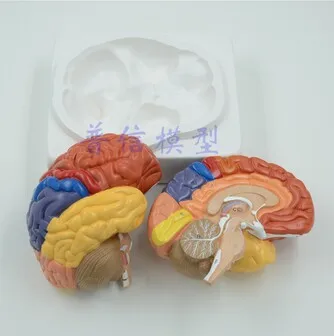 Nemokamas pristatymas&Smegenų modelį, smegenų funkcija srities modelis, žmogaus smegenų anatomijos modelis, medicinos mokyklą.