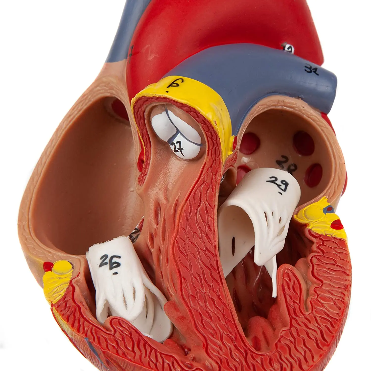 Žmogaus Širdies Modelis, 2-Dalis Deluxe Gyvenimo Dydžio Žmogaus Širdies Replika su 34 Anatominių Struktūrų, vyksta Kartu su Magnetais