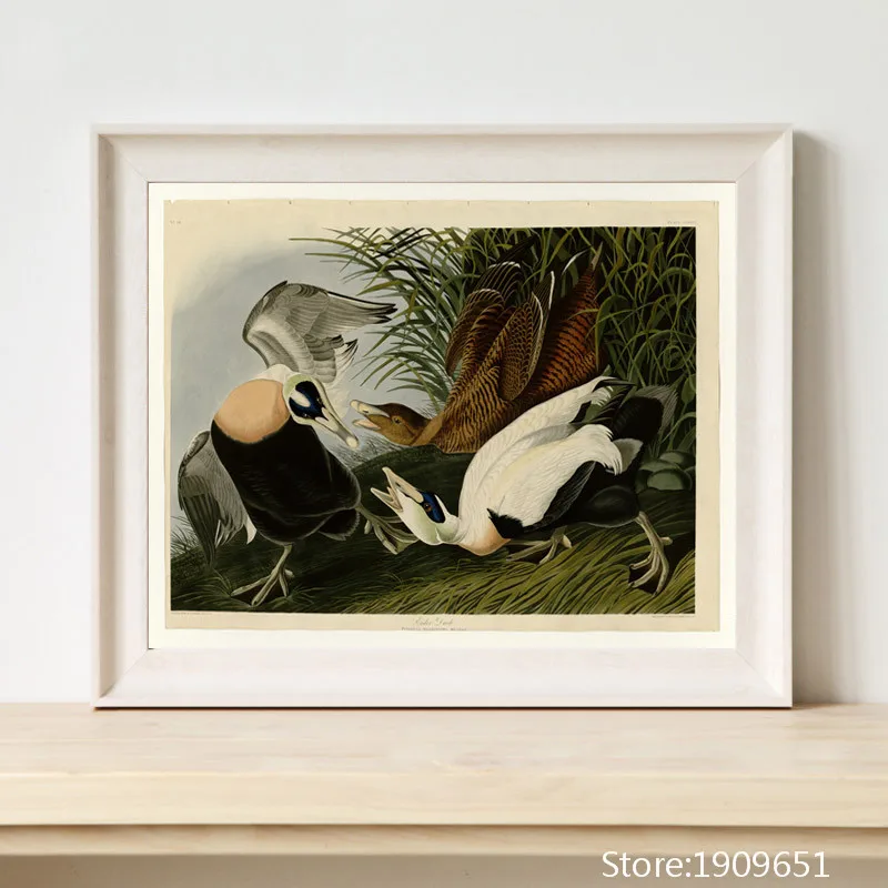 Medvilnės be rėmelio realistas Audubon paukščių, žuvų dekoracijos drobės spaudiniai aliejaus tapybai atspausdintas ant medvilnės sienos meno apdailos nuotrauką