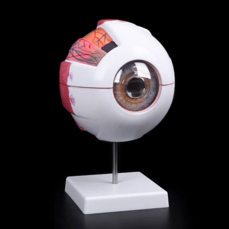 Nemokamas pristatymas Obuolio Modelis Anatominės akies Obuolio Modelis Medicinos Mokymosi Pagalbos Mokymo Priemonė Medicinos Mokslų Mokymo Išteklių