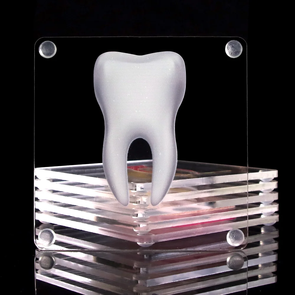 6 Danties Anatomija Dantų Modelio Akrilo Padėkliukai Dantų Stalo Padėkliukai Taurės Kilimėlis Anatomija Lab Mokymo Studijuoja mokslinius Tyrimus Įrankis