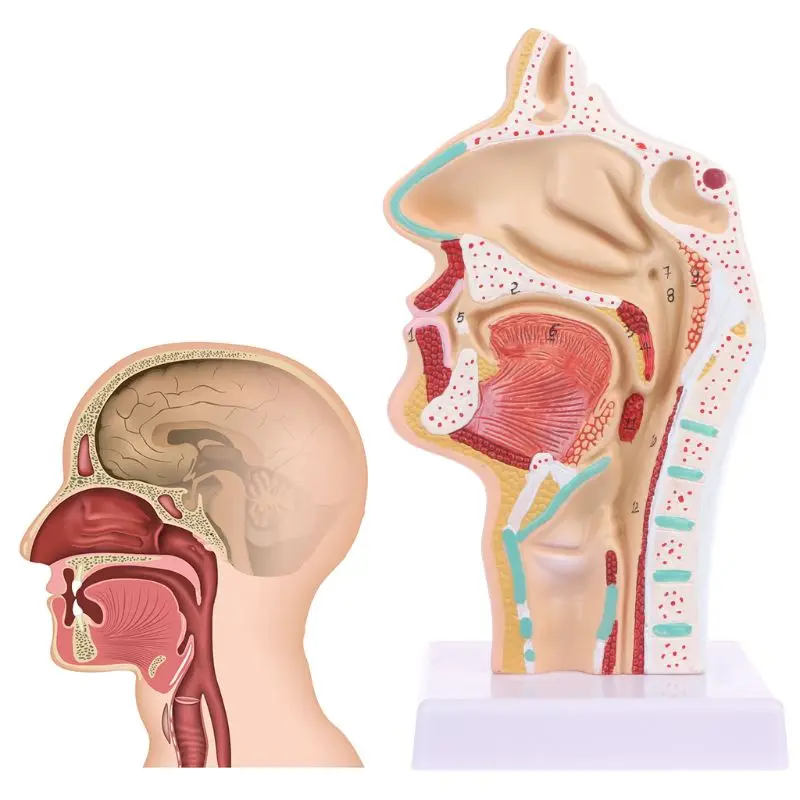 Žmogaus Anatominių Nosies Ertmę, Gerklės Anatomija Medicininio Modelio Mokymo Priemonė