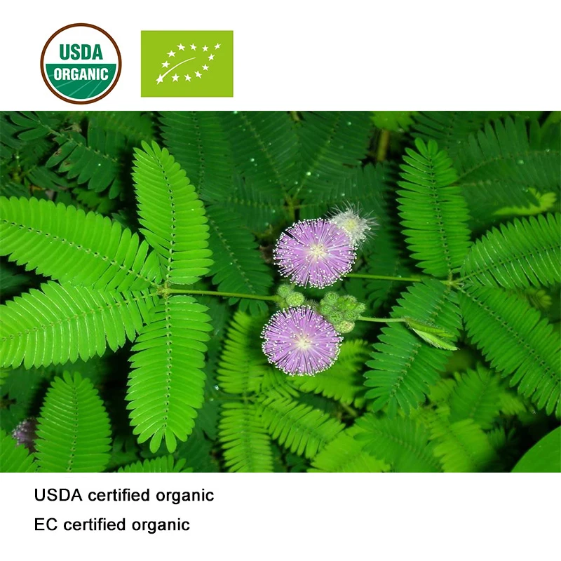 USDA ir EB Sertifikuotų ekologiškų Mimosa Pudica ekstraktas 10;1