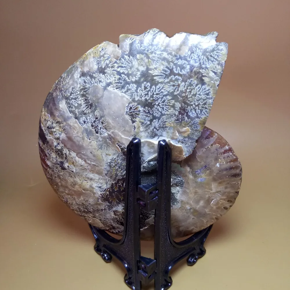 260 gramų natūralaus kvarco kristalo sraigė ammonite fosilijos raižyti pelėda gydomųjų mineralinio