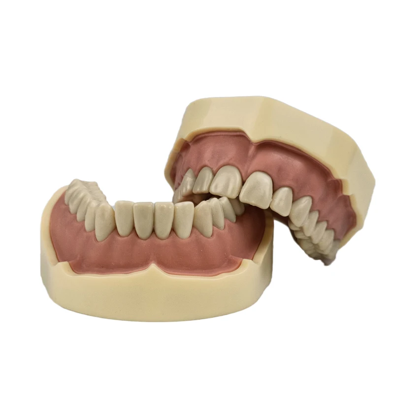 1pc Dantų Tyrimas, Dantų, Žandikaulio Modelį su Varžtu Ilgalaikio Dantų Modelį su 28/32 Gabalus, Dantys, Dantų švietimo Naudojant dantų mokykla