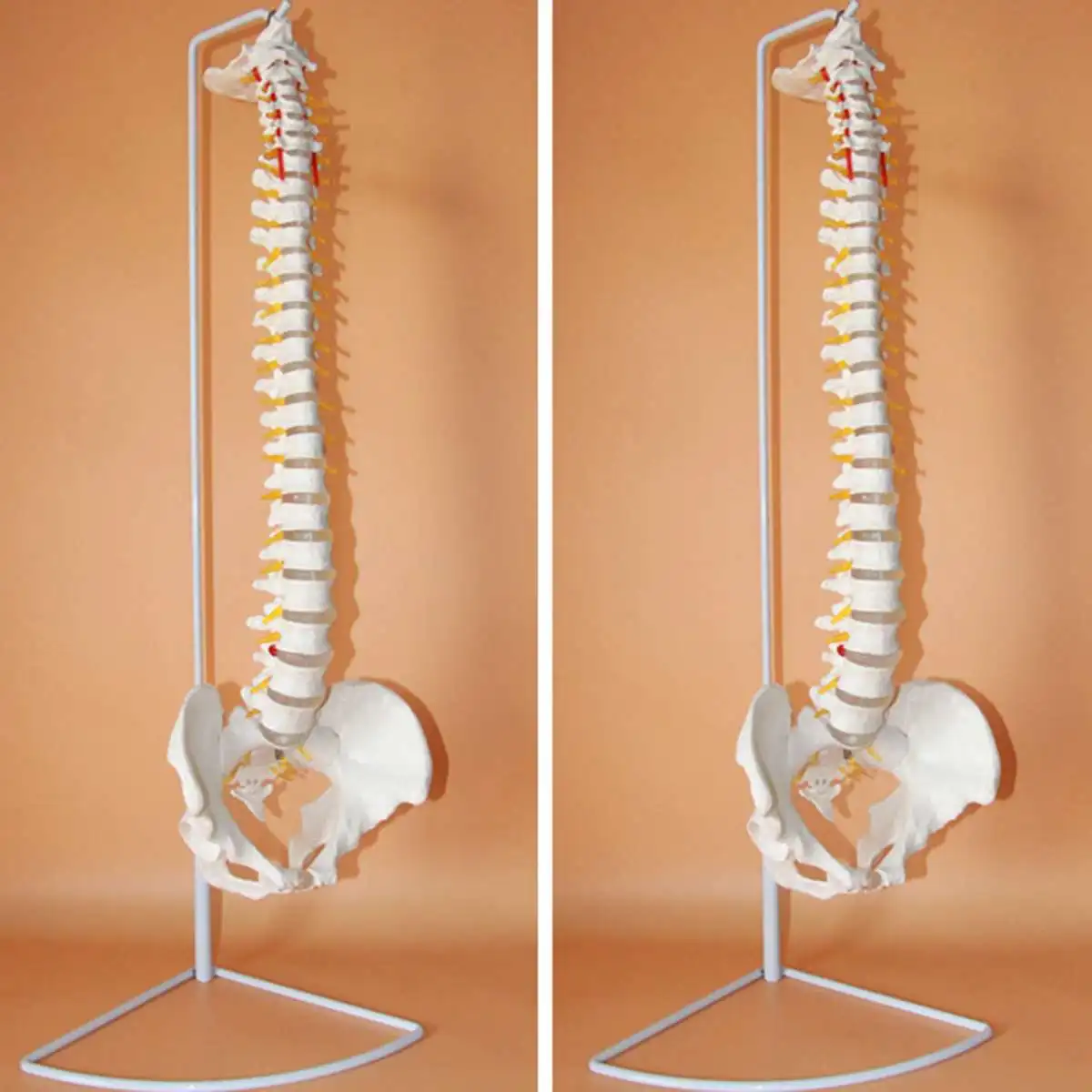 73cm Gyvenimo Dydis Lankstus Chiropractic Žmogaus Stuburo Anatomijos Anatomijos Modelis Su Stovu Mokyklos Medicinos Mokslų Švietimo Modelis