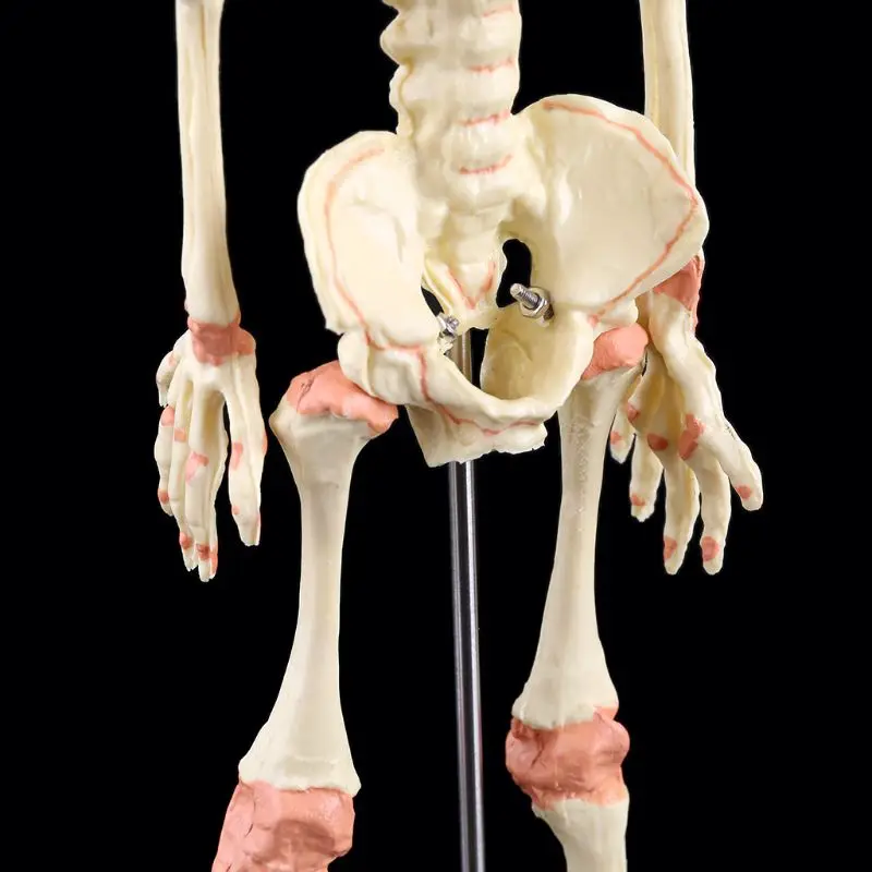 Vieną Galvą Kūdikių Kaukolės Žmogaus Mokslinių Tyrimų Modelį, Skeleto Anatomijos Smegenų Anatomijos Mokymo Studijų Ekranas