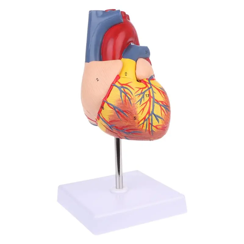 Išardyti Anatomines Žmogaus Širdies Modelis Anatomija Medicinos Mokymo Priemonė