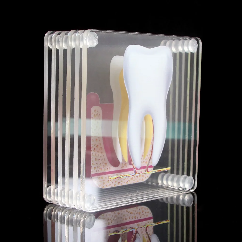 6 Danties Anatomija Dantų Modelio Akrilo Padėkliukai Dantų Stalo Padėkliukai Taurės Kilimėlis Anatomija Lab Mokymo Studijuoja mokslinius Tyrimus Įrankis