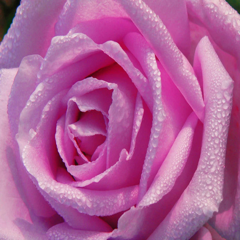 HD Vandens Lašas Pink Rose Foto Tapetai, 3D Sienos Freskos Romantiškas Dekoro Vestuvių Namas, Gyvenamasis Kambarys Šiltas Tapetai Papel De Parede 3D