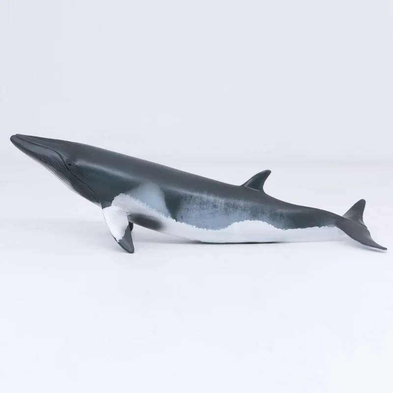CollectA Laukinių Gyvūnų Gyvenimo Vandenyne Mažųjų Banginių PVC Plastiko Modelio Vaikų Švietimo Žaislas #88862