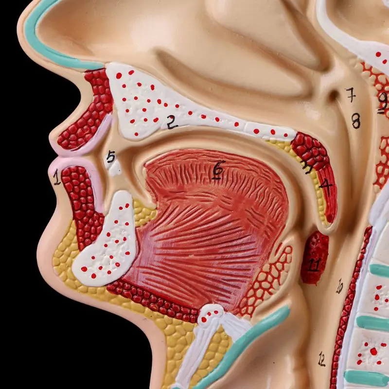 Žmogaus Anatominių Nosies Ertmę, Gerklės Anatomija Medicininio Modelio Mokymo Priemonė