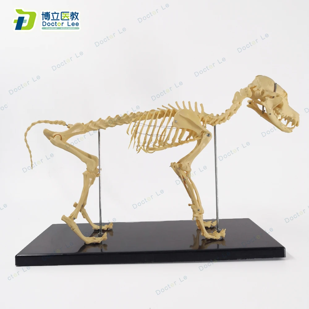 Gyvūnų Skeleto Modelis Mažų Šunų Modelis su Juoda Plastikinė Bazė Puiki Mokymo Priemonė