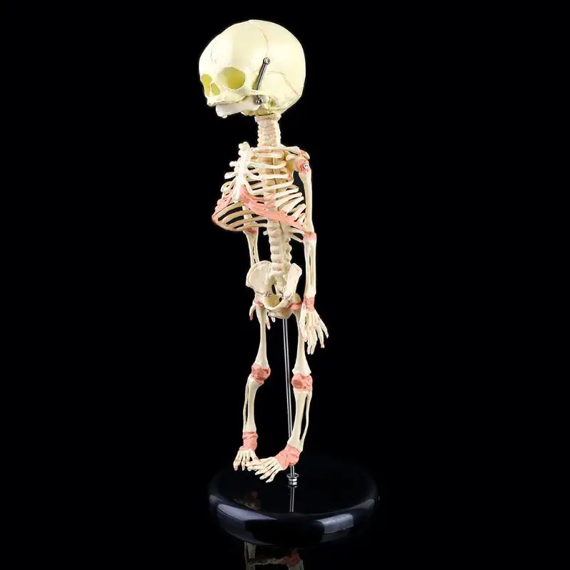 Vieną Galvą Kūdikių Kaukolės Žmogaus Mokslinių Tyrimų Modelį, Skeleto Anatomijos Smegenų Anatomijos Mokymo Studijų Ekranas