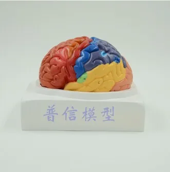 Nemokamas pristatymas&Smegenų modelį, smegenų funkcija srities modelis, žmogaus smegenų anatomijos modelis, medicinos mokyklą.