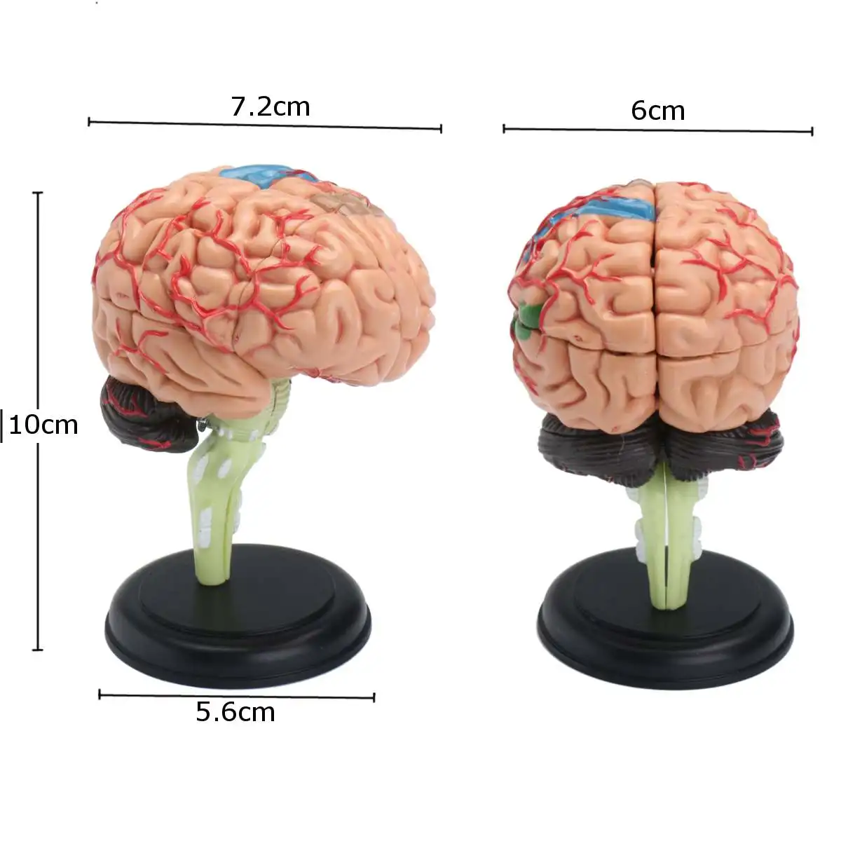 7.2x6x10cm 4D Anatominių Žmogaus, Smegenų Anatomijos Modelis Medicinos Mokymo Priemonė Žaislas, Statulos, Skulptūros Medicinos Mokyklos Naudoti