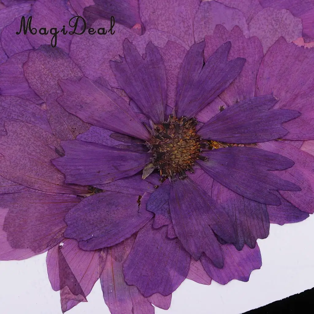 20pcs Paspaudus Nekilnojamojo Džiovintų Gėlių Violetinė Coreopsis Papuošalai Priėmimo Reikmenys, Žvakės Padaryti 