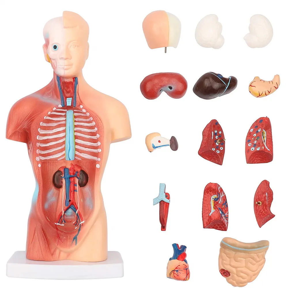 Žmogaus Liemens, Kūno Anatomijos Modelis Anatomijos Medicinos Vidaus Organai, Vidaus Organai, Širdis, Smegenys Skeletas Biologijos Mokyti Mokymo Modelį