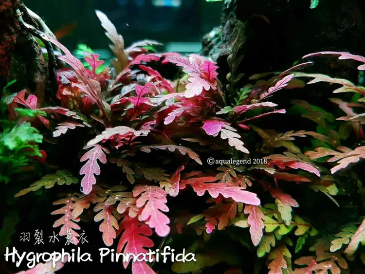 RGB Vandens Augalų auga LED šviesos ADA stiliaus sunrise sunset akvariumo vandens augalų, žuvų bakas naujas atvyko!