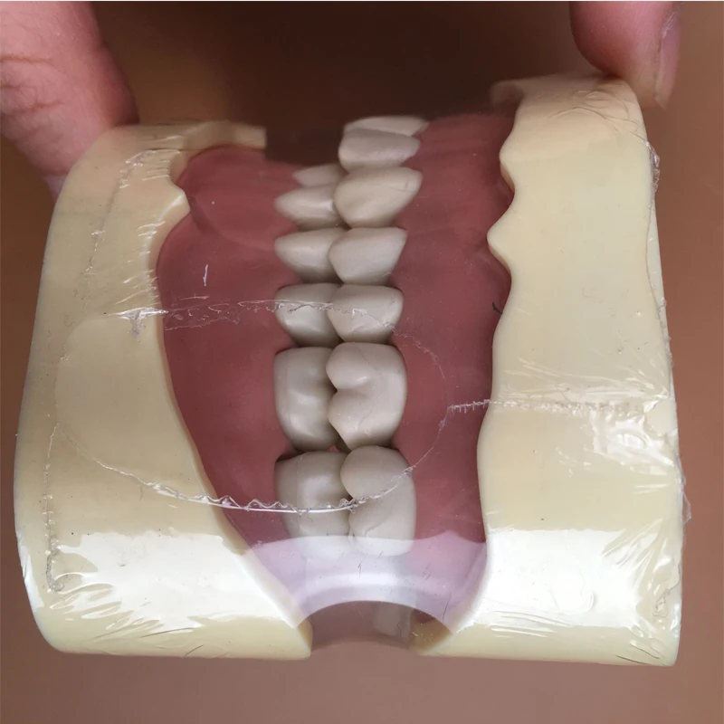 1pc Dantų Tyrimas, Dantų, Žandikaulio Modelį su Varžtu Ilgalaikio Dantų Modelį su 28/32 Gabalus, Dantys, Dantų švietimo Naudojant dantų mokykla