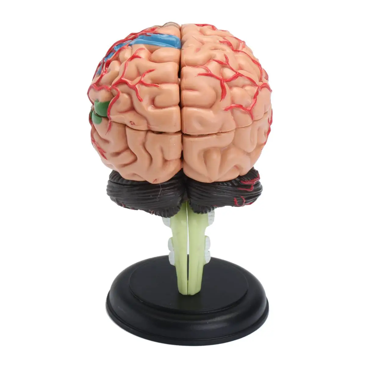7.2x6x10cm 4D Anatominių Žmogaus, Smegenų Anatomijos Modelis Medicinos Mokymo Priemonė Žaislas, Statulos, Skulptūros Medicinos Mokyklos Naudoti