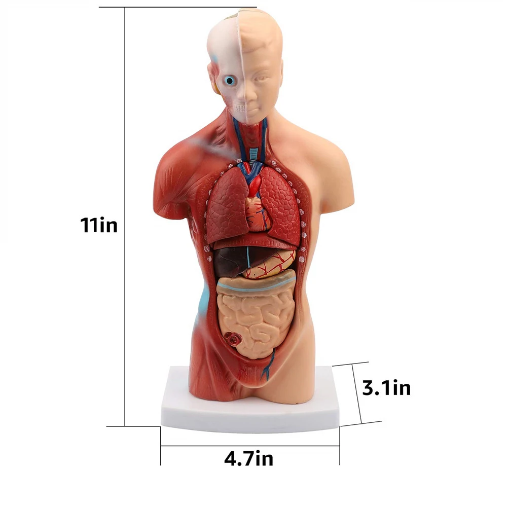 Žmogaus Liemens, Kūno Anatomijos Modelis Anatomijos Medicinos Vidaus Organai, Vidaus Organai, Širdis, Smegenys Skeletas Biologijos Mokyti Mokymo Modelį